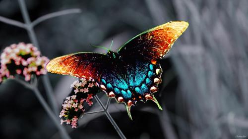 Бабочка заставка