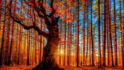 Весна картинки