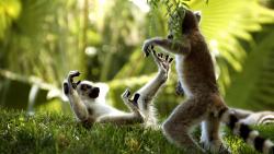 Два позитивных симпатичных лемура