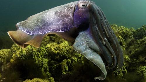 Каракатица фото