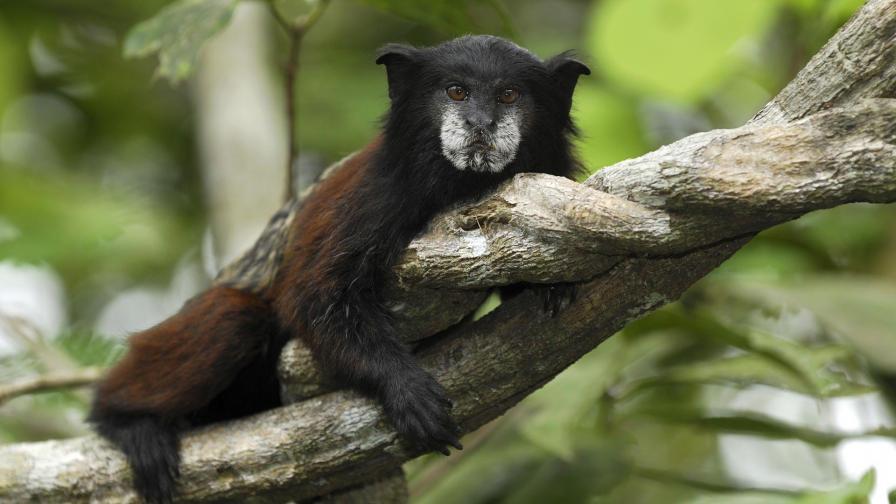 Картинки Тамарин в национальном парке Перу