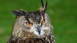 Качественный фон для рабочего стола совы с хищным взглядом