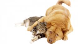 Кошка и собака животный мир обои для рабочего стола