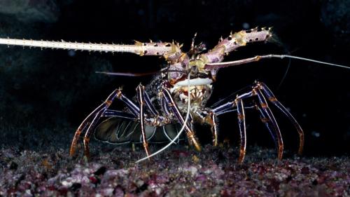 Лобстер фото