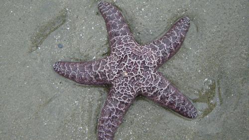 Морская звёзда, океан, море, hd, обои, картинки