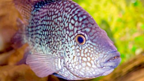 Морская рыбка обои высокого качества для рабочего стола