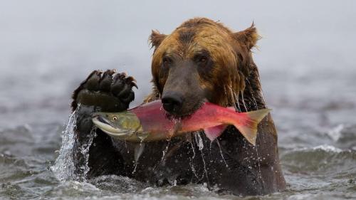 Обои hd медведь бесплатно