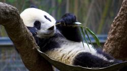 Прикольная панда