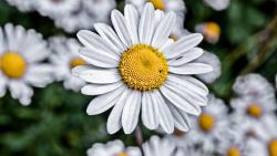 Ромашка цветки заставки на рабочий стол hd