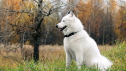 Северная собачка хаски