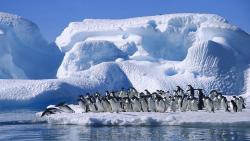 Снег, пингвины, море, айсберг, арктика, зима, HD обои, скачать