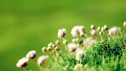 Фото цветов высокого качества на рабочий стол