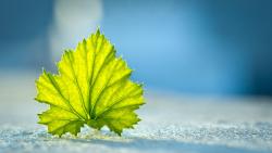 Широкоформатные обои hd бесплатно листок с дерева 