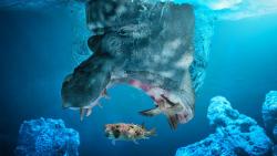 бегемот на рыбалке