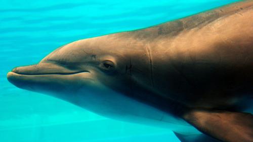 дельфины рабочего стола заставки