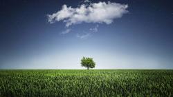 одно зеленое дерево широкоформатные обои hd