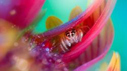 паук HD картинки