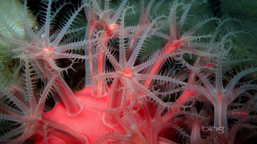 подводный мир обои на стол