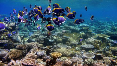 подводный океан, море, тропический