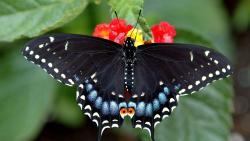 чёрная бабочка