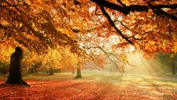 1920x1200 Солнечный свет на осенние деревья 