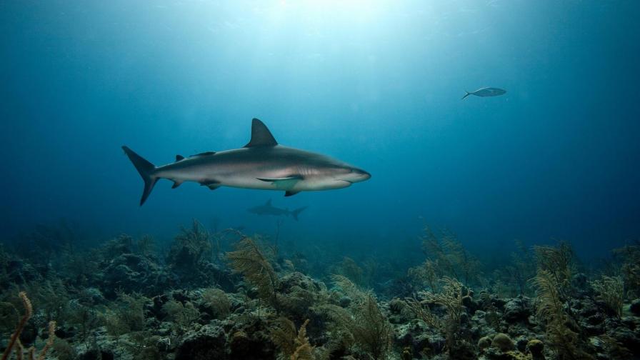 Coral Predators Shark Sea Underwater HD Background