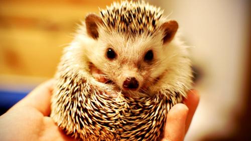 Ёжик в руках 