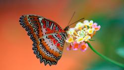 Бабочка на цветке заставки на рабочий стол скачать