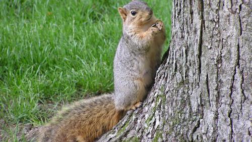 Белка возле дерева