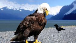 Белоголовый орел на берегу