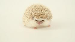 Белый еж