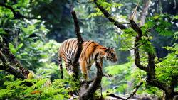 Бенгальский тигр в джунглях картинки