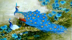 Божественный павлин