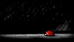 Божья коровка макро заставки скачать на рабочий стол бесплатно