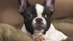 Бостон-терьер (Boston Terrier) обои собаки