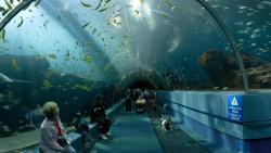 Высокий Аквариум туристическое место в Атланте Джорджия США HD