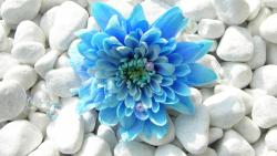 Голубой цветок на фоне белых камней обои на рабочий стол