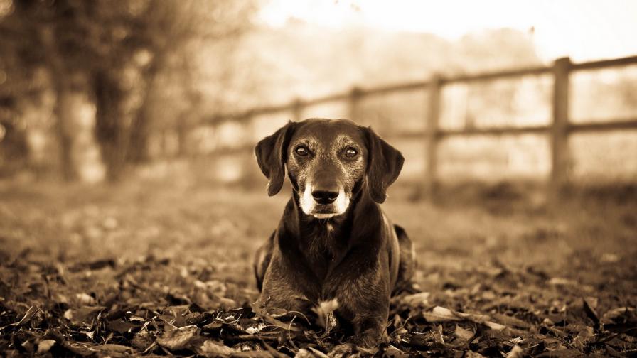 Грустная собачка с милой мордочкой обои hd бесплатно