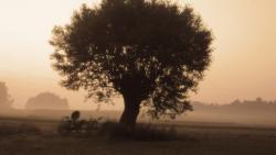 Дерево в поле картинки для рабочего стола скачать