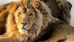 Дикий хищник львы