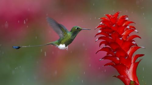 Животные, колибри, птица, фотографии, цветок, обои, картинки