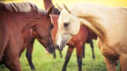 Животные, кони, hd, заставки