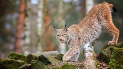 Животные, кошки, рыси, деревья, лес, дикая природа, хищник