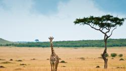 Жираф на природе картинки на рабочий стол