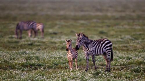 Зебры заставки на рабочий стол hd