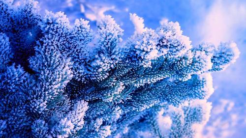 Зима, природа, дерево, синий фон, Ель, снег, мороз, Фотографии, картинки