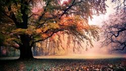 Золотая пора пейзаж осень