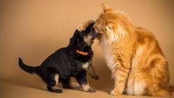 Игра собак и кошек