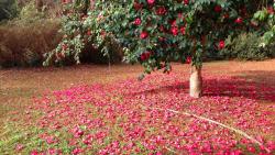 Камелия цветы