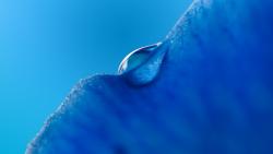 Капля росы, макро обои, синий, фото